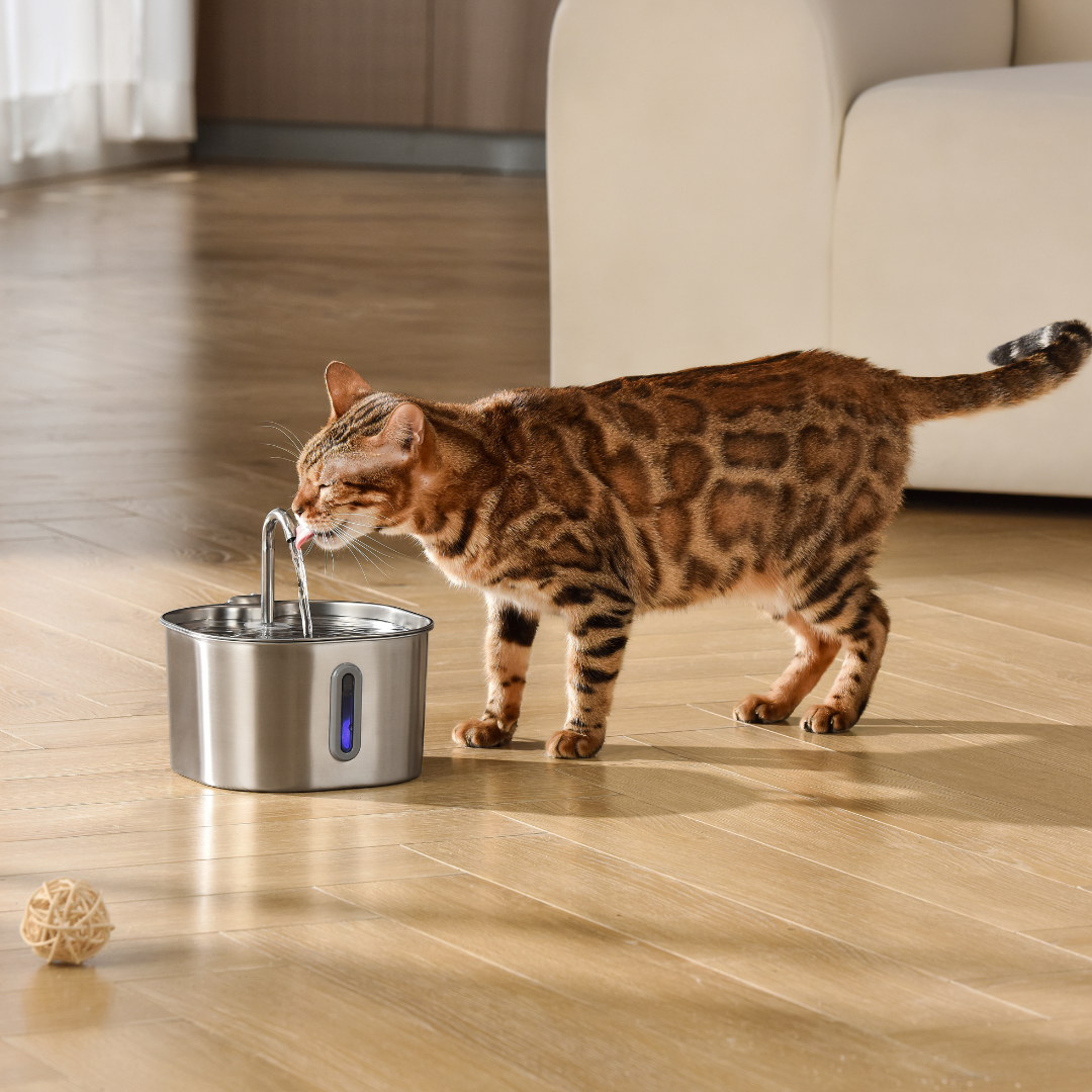 KittySpout™ - Kit de 2 meses para fuente de 2,2 l