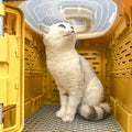Faltbare Tiertranport Box