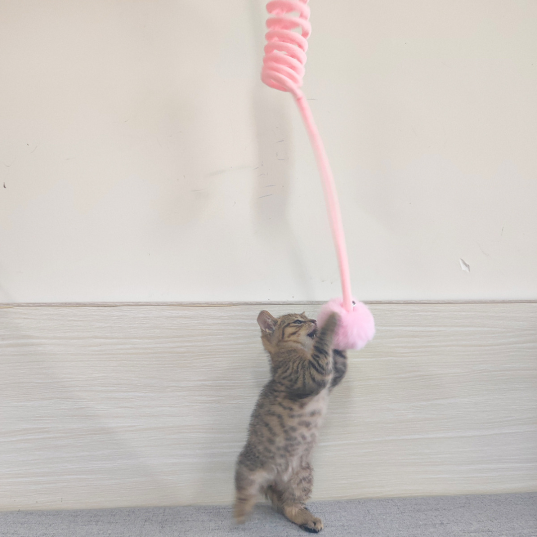 Juguete interactivo de goma elástica para gatos