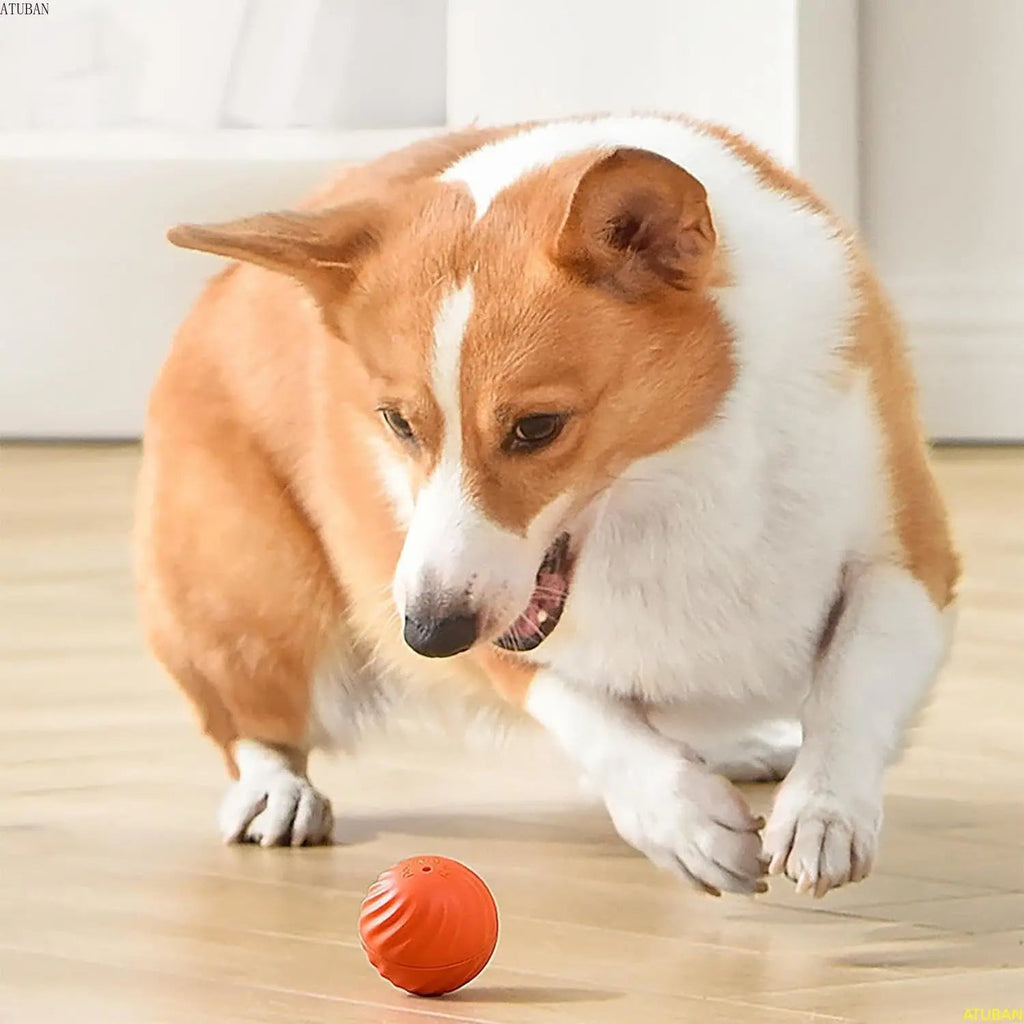 Pelota interactiva que rebota para perros