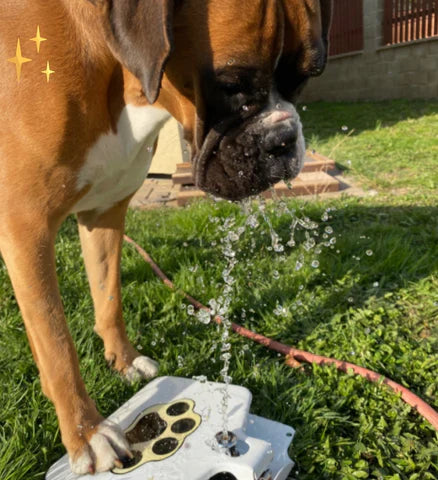 Juguete interactivo para perros: AquaPaw