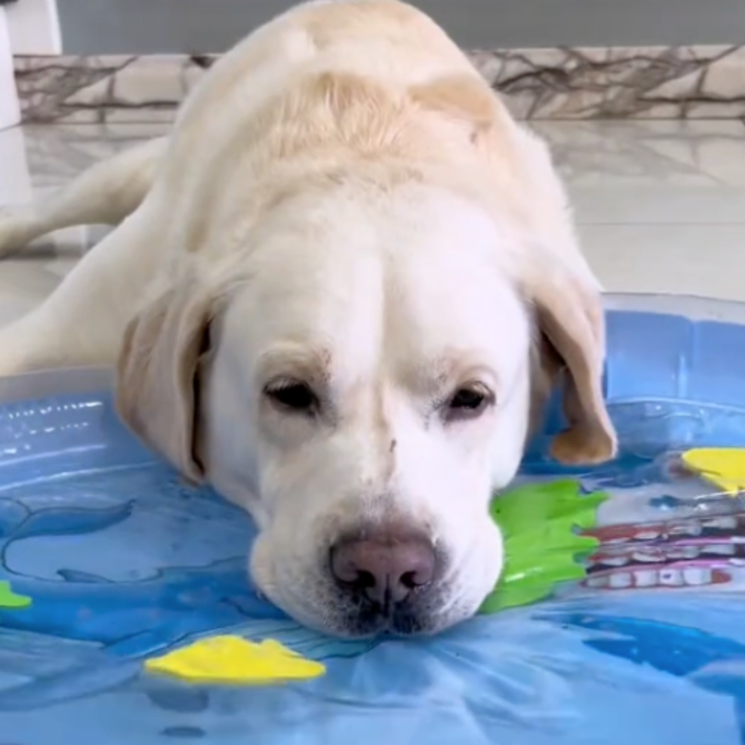 Esterilla interactiva de agua refrescante para perros