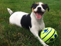 Pelota interactiva para perros