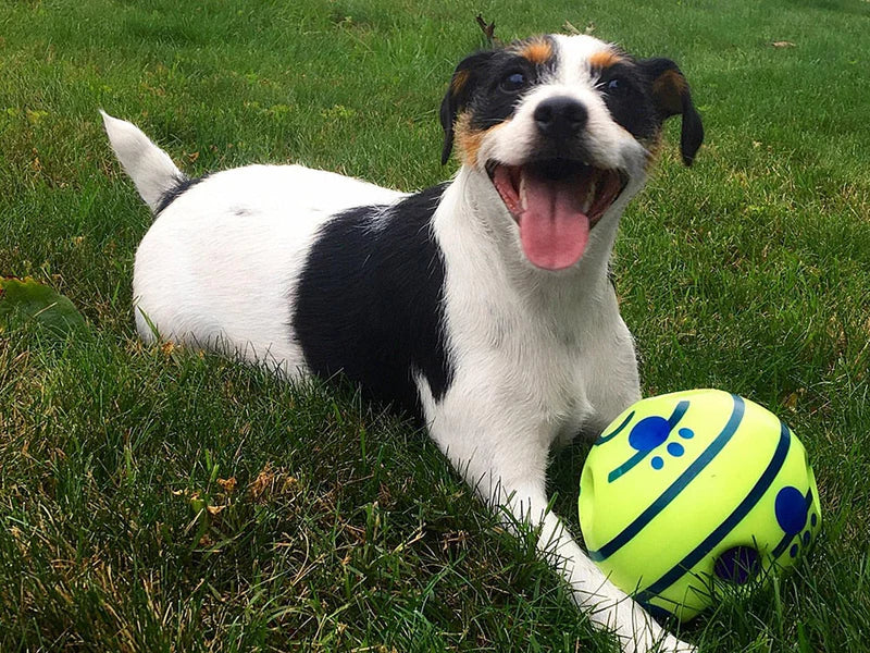 Pelota interactiva para perros