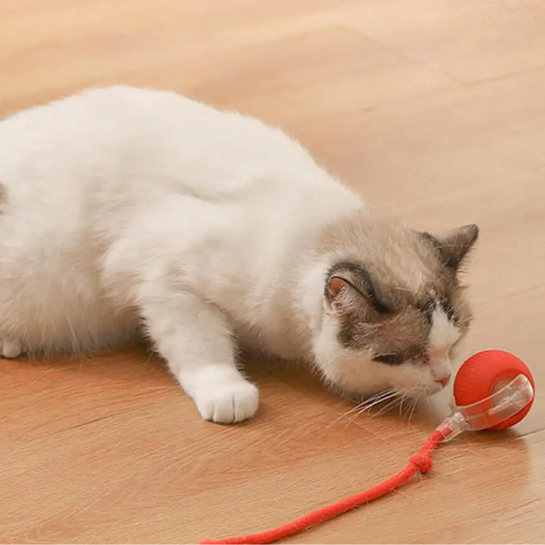 Juguete interactivo con cola para gatos