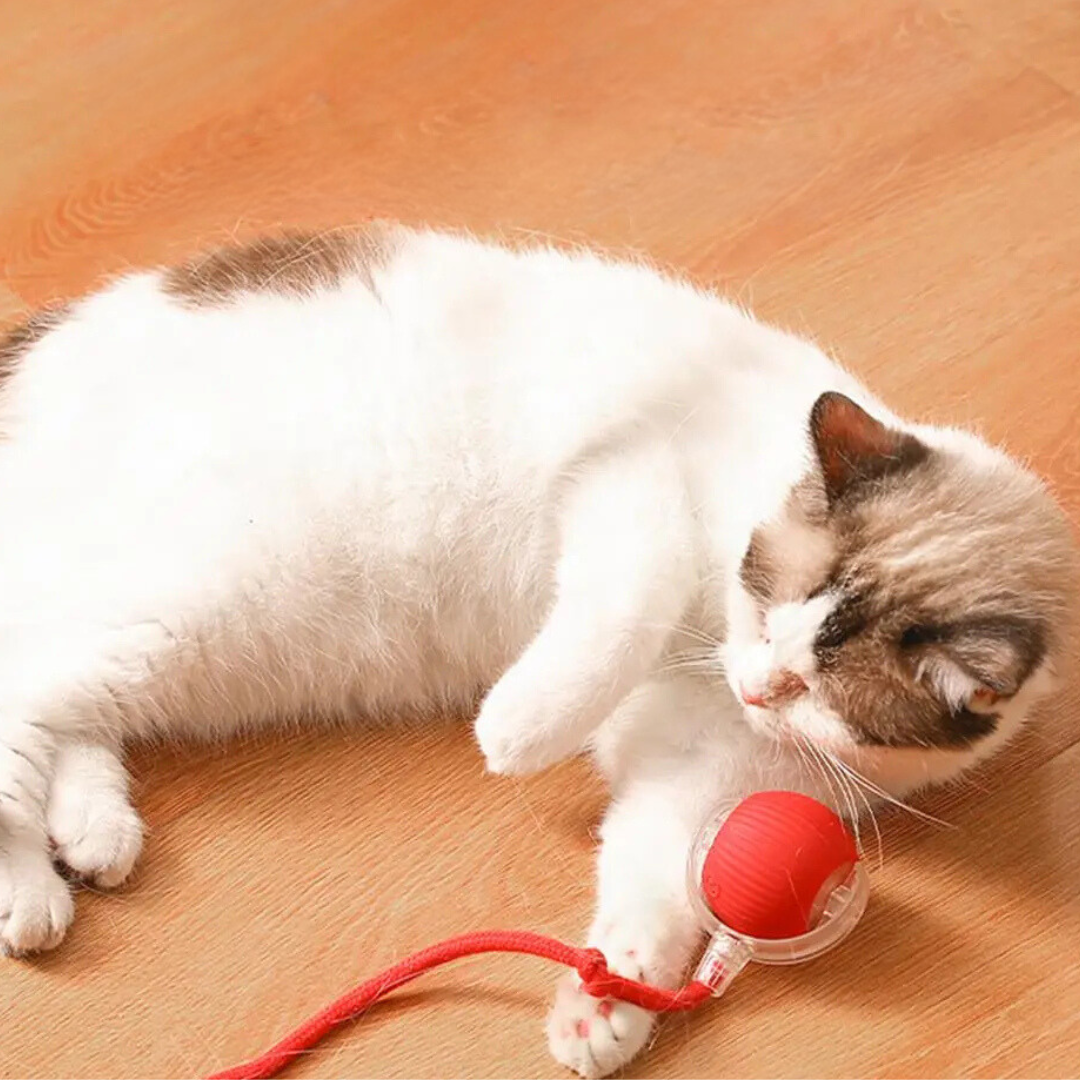 Juguete interactivo con cola para gatos